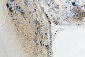 Why You Should Choose Our Mold Remediation Services in Greenville, TX